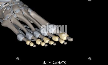 Les articulations interphalangiennes du pied se trouvent entre les os de phalange des orteils dans l'illustration des pieds 3D. Banque D'Images