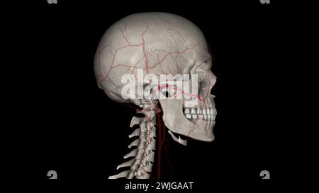 L'artère faciale transversale (AFT) est une branche de l'artère temporale superficielle qui perfuse l'illustration 3d de la face latérale Banque D'Images
