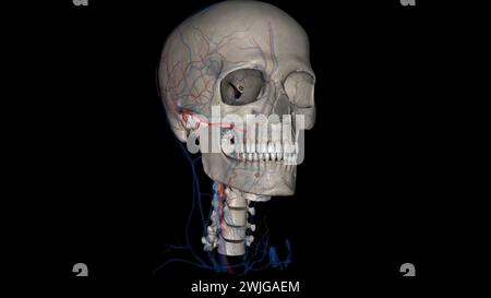 L'artère faciale transversale (AFT) est une branche de l'artère temporale superficielle qui perfuse l'illustration 3d de la face latérale Banque D'Images