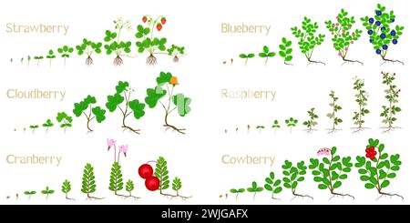 Ensemble de cycles de croissance de baies forestières sur un fond blanc. Illustration de Vecteur