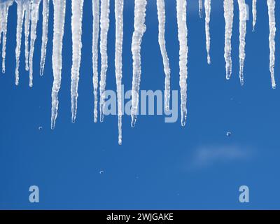 Beaucoup de longs glaçons en cristal avec des gouttes tombant vers le bas pendent en gros plan contre un ciel bleu clair et sans nuages le jour du printemps Banque D'Images