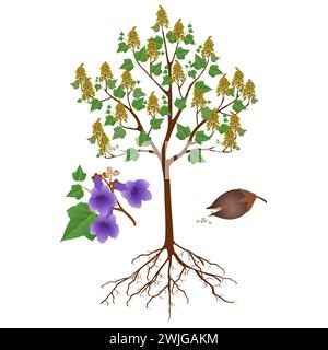 Paulownia arbre avec des fruits et des fleurs sur un fond blanc. Illustration de Vecteur