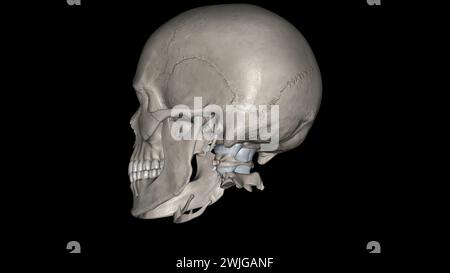 Tête, ligaments et os illustration 3D. Banque D'Images