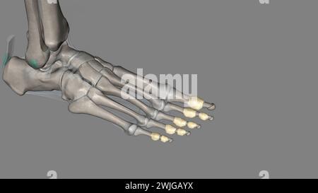 Les articulations interphalangiennes du pied se trouvent entre les os de phalange des orteils dans l'illustration des pieds 3D. Banque D'Images