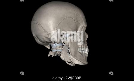 Tête, ligaments et os illustration 3D. Banque D'Images