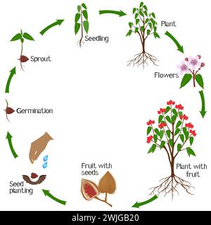 Cycle de croissance de bixa orellana ou anatto plante sur fond blanc. Illustration de Vecteur