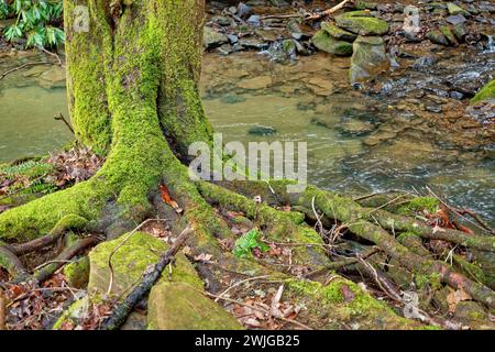 Mousse vert vif couvrant un arbre avec des racines exposées poussant sur des rochers le long du ruisseau au début du printemps vue en gros plan Banque D'Images