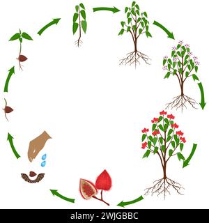 Cycle de vie d'une plante bixa orellana ou anatto sur fond blanc. Illustration de Vecteur