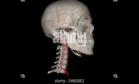 Les artères vertébrales traversent la colonne vertébrale dans le cou pour fournir du sang au cerveau et à la colonne vertébrale illustration 3D. Banque D'Images