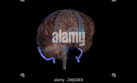 Le sinus sigmoïde est une illustration 3d du canal veineux intracrânien apparié Banque D'Images