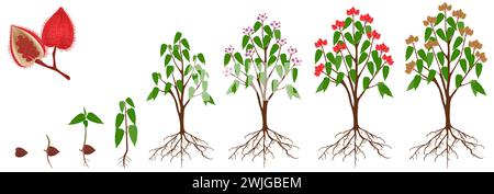 Cycle de croissance d'une plante bixa orellana ou anatto sur fond blanc. Illustration de Vecteur