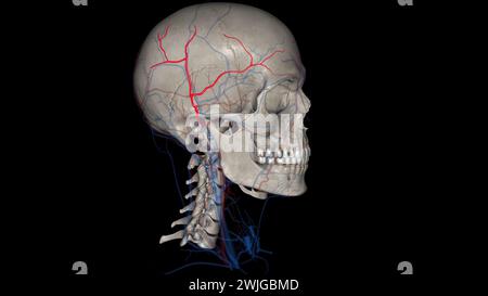 L'artère temporale superficielle est une branche terminale de votre artère carotide externe, qui est dans votre cou illustration 3D. Banque D'Images