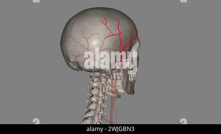 L'artère temporale superficielle est une branche terminale de votre artère carotide externe, qui est dans votre cou illustration 3D. Banque D'Images