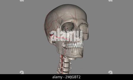 L'artère faciale transversale (AFT) est une branche de l'artère temporale superficielle qui perfuse l'illustration 3d de la face latérale Banque D'Images