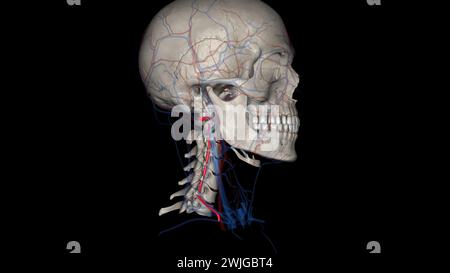 Les artères vertébrales traversent la colonne vertébrale dans le cou pour fournir du sang au cerveau et à la colonne vertébrale illustration 3D. Banque D'Images