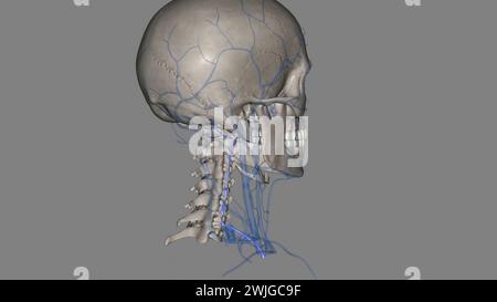 La veine vertébrale provient du plexus veineux externe au niveau de l'arc postérieur de l'atlas (C1) 3d illustration Banque D'Images