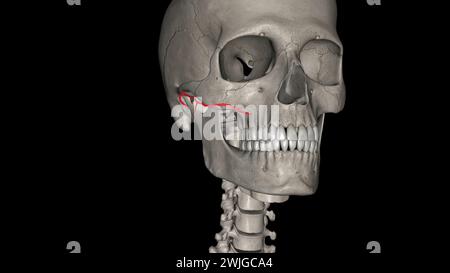 L'artère faciale transversale (AFT) est une branche de l'artère temporale superficielle qui perfuse l'illustration 3d de la face latérale Banque D'Images