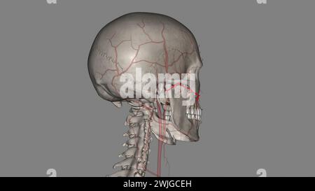 L'artère faciale transversale (AFT) est une branche de l'artère temporale superficielle qui perfuse l'illustration 3d de la face latérale Banque D'Images