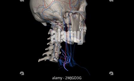 Les veines thyroïdiennes inférieures et leurs multiples affluents sont les gardiens ultimes de la trachée cervicale illustration 3D. Banque D'Images