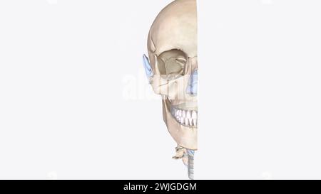 Le cartilage est une composante structurelle importante du corps illustration 3d C'est un tissu ferme mais est plus doux et beaucoup plus flexible que l'os 3d illus Banque D'Images