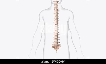 La colonne vertébrale est une série d'environ 33 os appelés vertèbres, qui sont séparés par des disques intervertébraux 3d illustration Banque D'Images