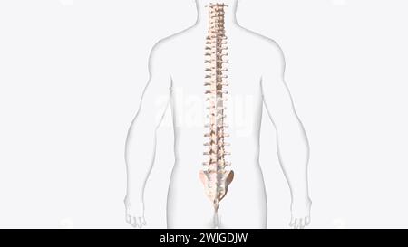La colonne vertébrale est une série d'environ 33 os appelés vertèbres, qui sont séparés par des disques intervertébraux 3d illustration Banque D'Images