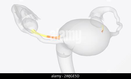 Le ligament ovarien est composé de tissu musculaire et fibreux 3d illustration Banque D'Images