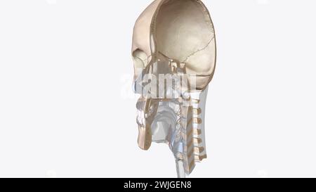 Le cartilage est une composante structurelle importante du corps illustration 3d C'est un tissu ferme mais est plus doux et beaucoup plus flexible que l'os 3d illus Banque D'Images