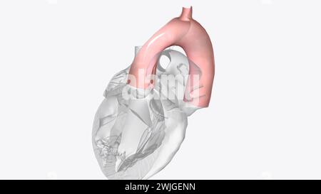 La valvule aortique est l'une des quatre valvules cardiaques et est la dernière rencontrée par le sang oxygéné lorsqu'il quitte le cœur illustration 3D. Banque D'Images