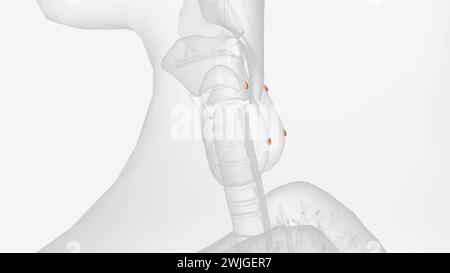 Les glandes parathyroïdes se trouvent derrière l'illustration thyroïdienne 3D. Banque D'Images