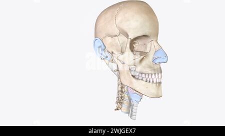 Le cartilage est une composante structurelle importante du corps illustration 3d C'est un tissu ferme mais est plus doux et beaucoup plus flexible que l'os 3d illus Banque D'Images