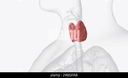 La thyroïde, ou glande thyroïde, est une glande endocrine chez les vertébrés illustration 3D. Banque D'Images