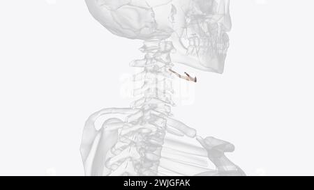 L'os hyoïde est un intermédiaire entre le crâne et le squelette postcrânien illustration 3D. Banque D'Images