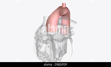 La valvule aortique est l'une des quatre valvules cardiaques et est la dernière rencontrée par le sang oxygéné lorsqu'il quitte le cœur illustration 3D. Banque D'Images