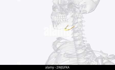 L'os hyoïde est un intermédiaire entre le crâne et le squelette postcrânien illustration 3D. Banque D'Images