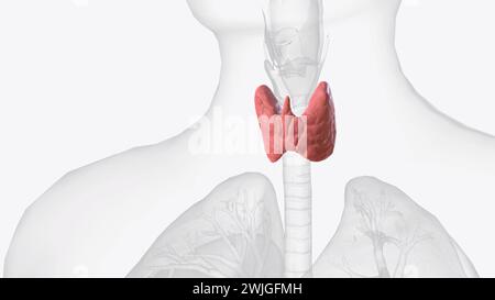 La thyroïde, ou glande thyroïde, est une glande endocrine chez les vertébrés illustration 3D. Banque D'Images