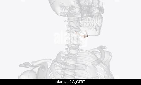 L'os hyoïde est un intermédiaire entre le crâne et le squelette postcrânien illustration 3D. Banque D'Images