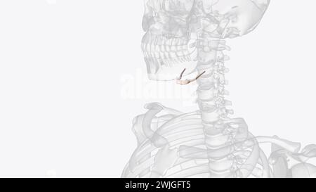 L'os hyoïde est un intermédiaire entre le crâne et le squelette postcrânien illustration 3D. Banque D'Images