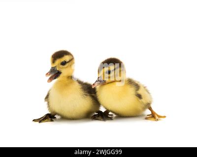 deux jeunes canards isolés sur fond blanc Banque D'Images