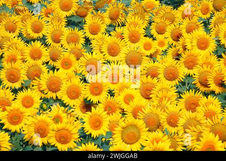 fleurs de tournesol sur un champ le matin Banque D'Images