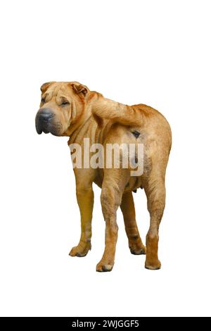 sharpei isolé sur un fond blanc Banque D'Images