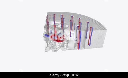 Bien que les os soient des organes très durs, ils ont également un réseau dense de vaisseaux sanguins à l'intérieur d'eux où la moelle osseuse illustration 3D. Banque D'Images