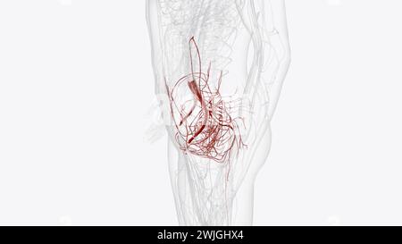 Artères majeures du bassin : troisième illustration de l'artère ombilicale iliaque interne Banque D'Images