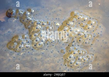 Grappe d'œufs de grenouille dans un étang au début du printemps Banque D'Images