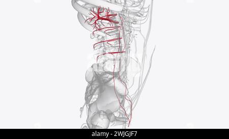 Les principaux vaisseaux de l'abdomen, y compris l'aorte abdominale et la veine cave inférieure, se déroulent le long de la paroi abdominale postérieure 3d illustration Banque D'Images