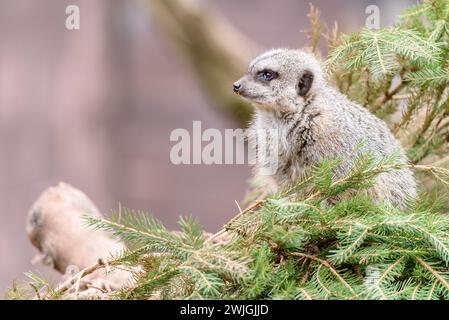 Gros plan d'une suricate reposant sur une branche d'arbre au zoo de Twycross Banque D'Images