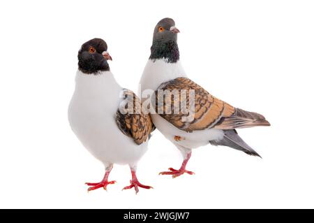 Deux pigeons allemands modena isolés sur fond blanc Banque D'Images