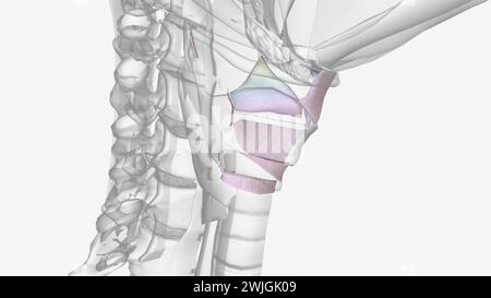 Ligaments de la tête et du cou illustration 3D. Banque D'Images