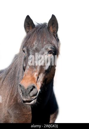 portrait cheval brun isolé sur un fond blanc Banque D'Images