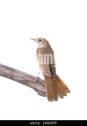 Nightingale est assis sur une branche isolée sur un fond blanc. Banque D'Images